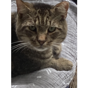 Lost Cat MJ