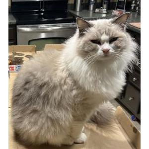Lost Cat Lacey