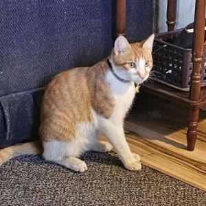 Lost Cat Jello Biafra