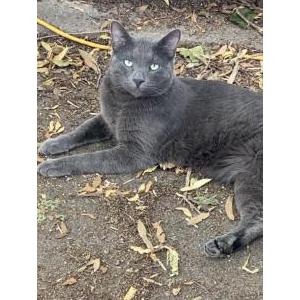 Lost Cat Miles