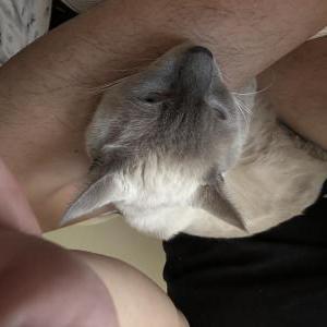 Lost Cat Pearl