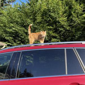 Lost Cat Wilson