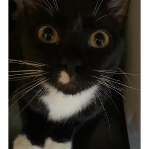 Lost Cat Chikis