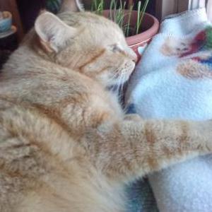 Lost Cat Puddles