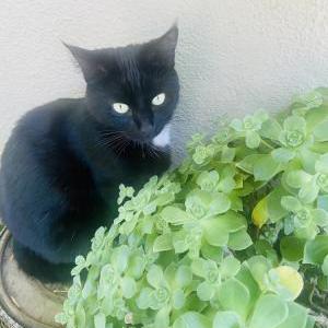 Lost Cat Luna