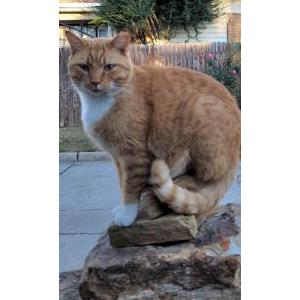 Lost Cat Mellow Yellow