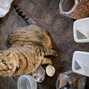 Lost Cat Charlie