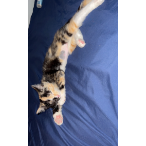 Lost Cat Kit