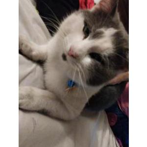 Lost Cat Grayson