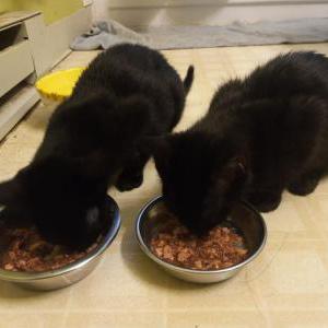 Found Cat unknown