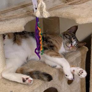 Lost Cat Dakota