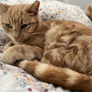 Lost Cat Marigold