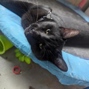 Found Cat Unknown