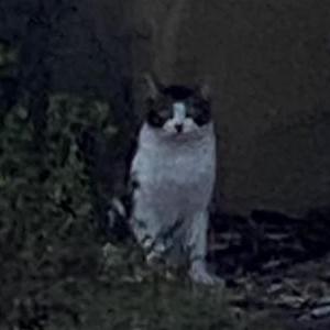 Found Cat Nemesis
