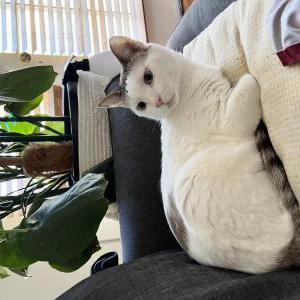 Lost Cat Swilly