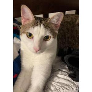 Lost Cat Luna