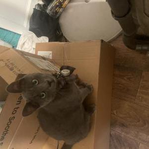 Found Cat Unknown