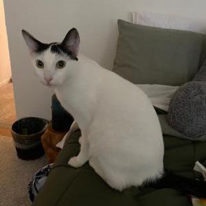 Lost Cat Benjamin