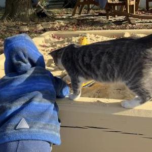 Lost Cat Puck