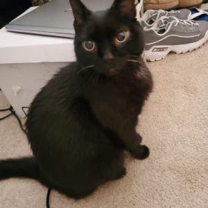 Lost Cat Merlin