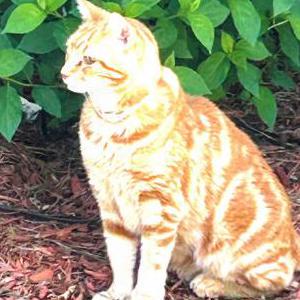 Lost Cat Sunny