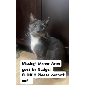 Lost Cat Badger
