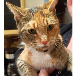 Found Cat Unknown