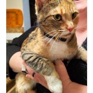 Found Cat Unknown