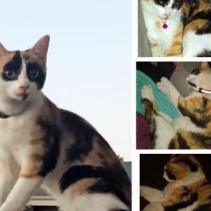 Lost Cat Cleo