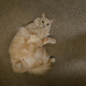 Lost Cat Chai