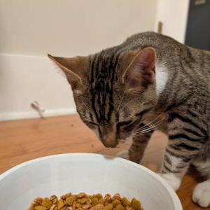 Found Cat unknown