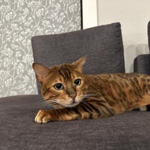Image of Momo, Lost Cat