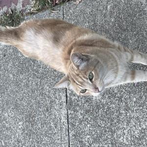 Found Cat unknown