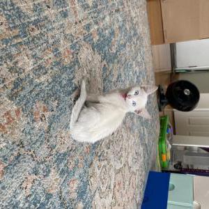Lost Cat Marshmallow
