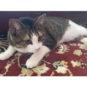 Lost Cat candy