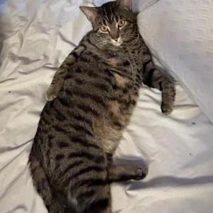 Image of Nico, Lost Cat