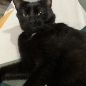 Lost Cat Raven