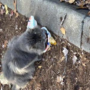 Found Cat Unknown
