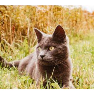 Lost Cat Wolfgang