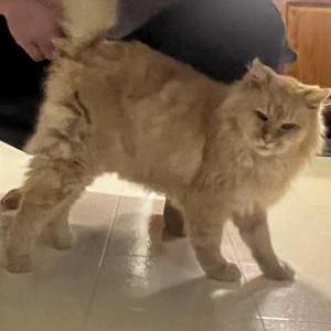 Found Cat Unknown
