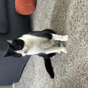 Found Cat Unknown