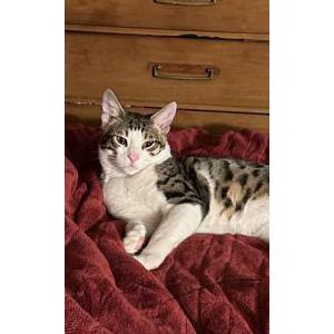 Lost Cat Tiger