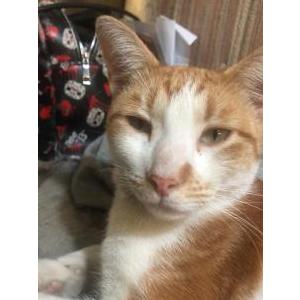 Lost Cat Stripes