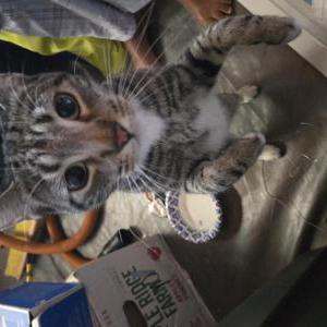 Found Cat unknown
