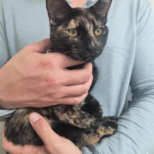 Found Cat Unknown