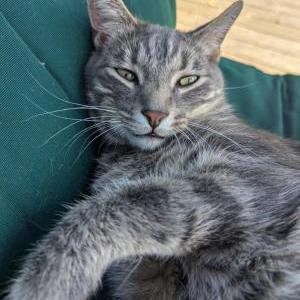 Lost Cat Winston