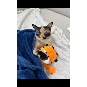 Image of Blue, Lost Cat