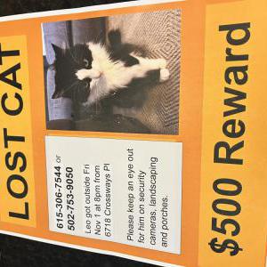 Lost Cat Leo