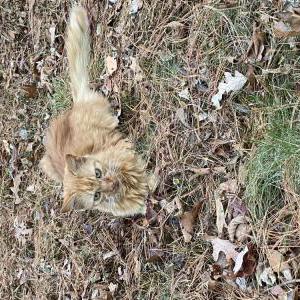 Found Cat Unknown