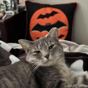 Lost Cat Coconut